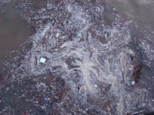 hout en bladeren in de rivier