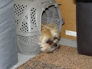 Riley probeert de vervoersmand van de kat even.